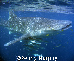 My first encounter with a whaleshark .... AWESOME!  Coral... by Penny Murphy 
